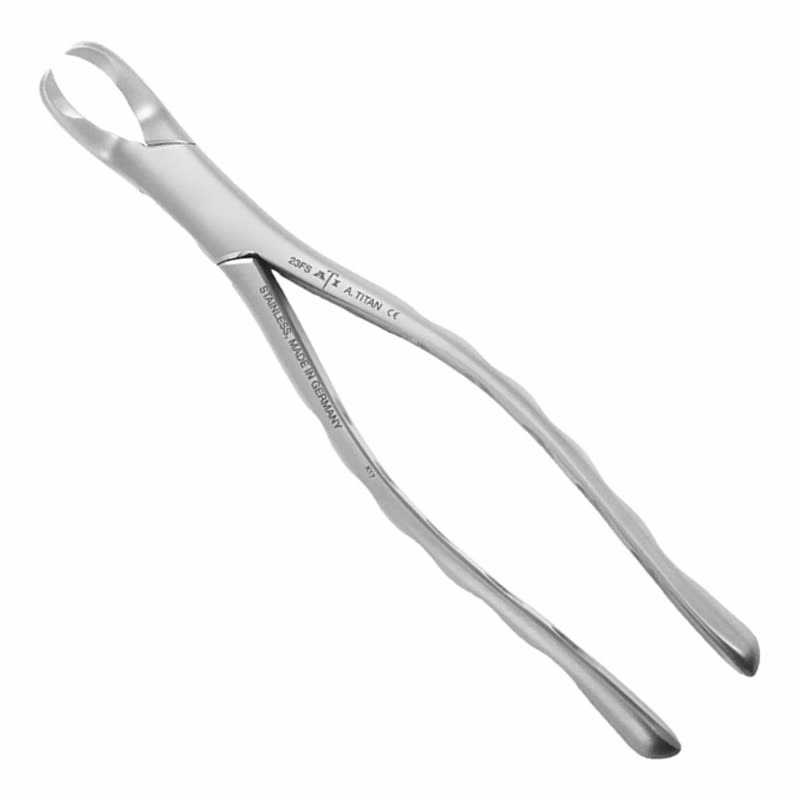 Cowhorn, Lower Molar