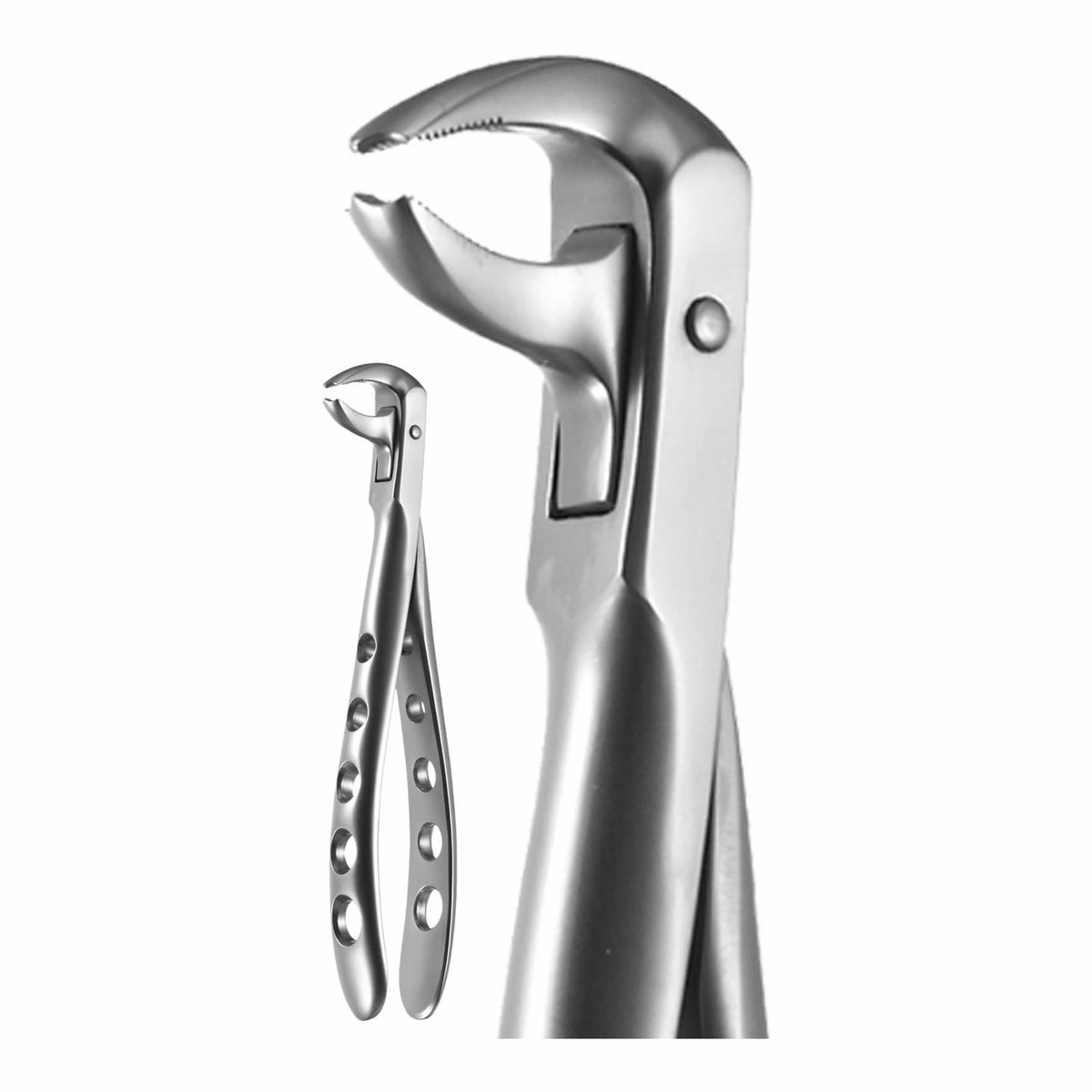 Lower Molar, Ash Pattern, X-Trac Forceps